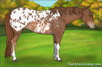 Horse Color:Chestnut Appaloosa