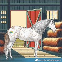 Horse Color:Bay Dun Splash Appaloosa 