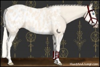 Horse Color:Cremello Splash Appaloosa and Cremello Splash Appaloosa