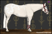 Horse Color:Cremello Splash Appaloosa  and Cremello Splash Appaloosa 