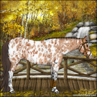 Horse Color:Bay Sabino Near Leopard Rabicano and Bay Dun Sabino Near Leopard Rabicano