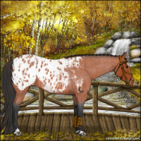 Horse Color:Bay Roan Sabino Appaloosa Rabicano and Bay Roan Sabino Appaloosa