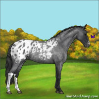 Horse Color:Blue Roan Blanket 