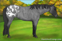 Horse Color:Blue Roan Appaloosa 