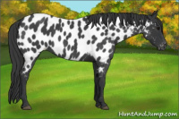 Horse Color:Blue Roan Near Leopard 