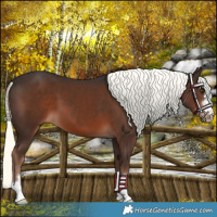 Horse Color:Liver Chestnut Mushroom 