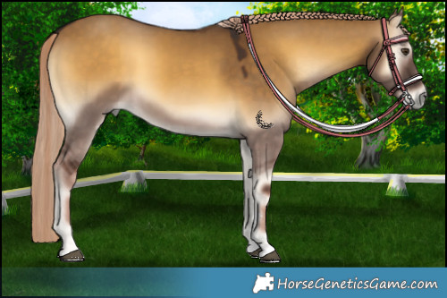 Horse Color:Chocolate Palomino Onyx 