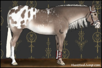 Horse Color:Liver Chestnut Mushroom Appaloosa 