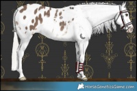 Horse Color:Liver Red Dun Mushroom Appaloosa 