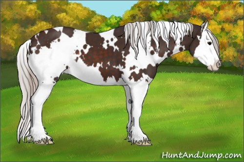 Horse Color:White Spotted Silver Brown Splash 