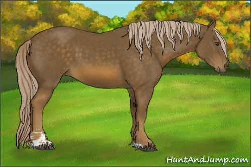 Horse Color:Chocolate Palomino Sabino 