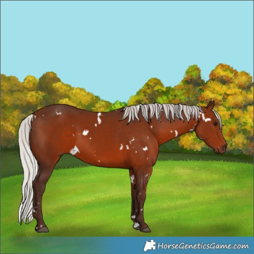 Horse Color:White Spotted Silver Bay 