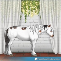 Horse Color:White Spotted Brown Splash Frame Rabicano 