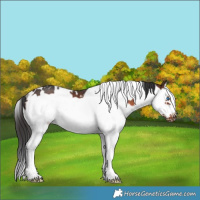 Horse Color:White Spotted Brown Splash Frame Rabicano 