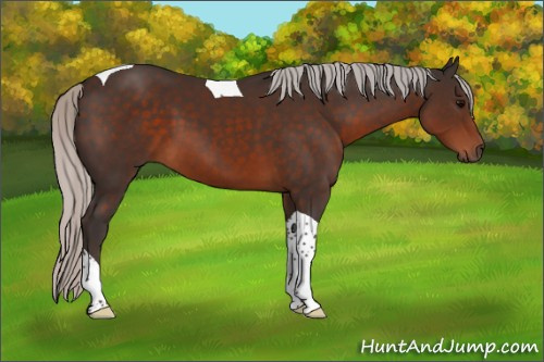 Horse Color:Silver Brown Tobiano 