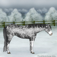 Horse Color:Black Ice Splash 