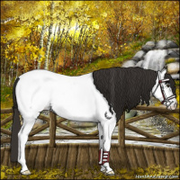 Horse Color:White Spotted Liver Chestnut Near Fewspot 