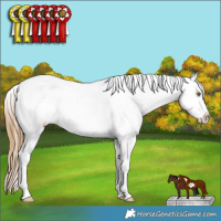 Horse Color:Classic Cream Champagne Roan Splash Tobiano Frame Appaloosa Rabicano