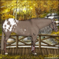 Horse Color:Liver Red Dun Mushroom Appaloosa