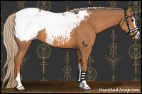 Horse Color:Chestnut Sabino Appaloosa