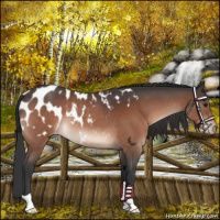 Horse Color:Brown Roan Appaloosa Rabicano 