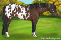 Horse Color:Brown Near Leopard 