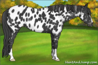 Horse Color:Black Near Leopard