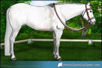 Horse Color:Gray Liver Red Dun Near Leopard 