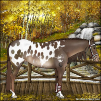 Horse Color:Liver Chestnut Appaloosa 