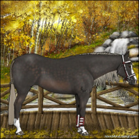 Horse Color:Liver Chestnut Mushroom Sabino 