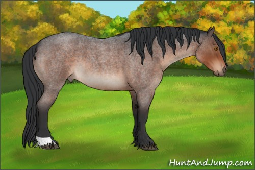 Horse Color:Brown Roan 