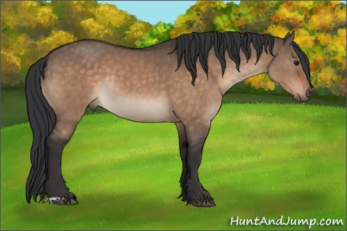 Horse Color:Brown Dun Rabicano 