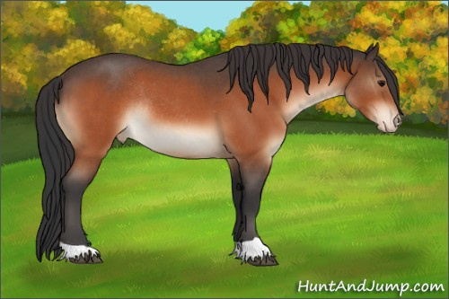 Horse Color:Bay Roan Appaloosa Rabicano 
