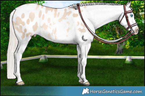 Horse Color:Chocolate Palomino Pearl Dun Appaloosa 
