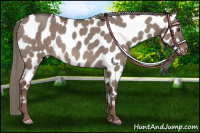 Horse Color:Liver Red Dun Mushroom Appaloosa Rabicano