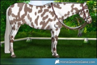 Horse Color:Liver Red Dun Mushroom Near Leopard Rabicano