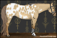 Horse Color:Chocolate Palomino Dun Appaloosa