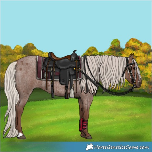 Horse Color:Silver Blue Roan 