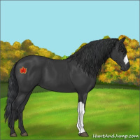 Horse Color:Black 