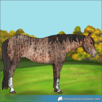 Horse Color:Brown Rabicano  and Sable Champagne Rabicano 