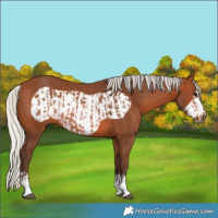 Horse Color:Silver Brown Rabicano and Silver Brown Frame Rabicano