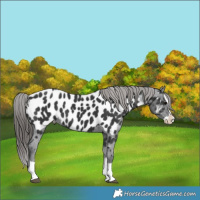 Horse Color:Black Splash Near Leopard 