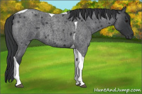 Horse Color:Blue Roan Tobiano 