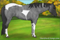 Horse Color:Blue Roan Tobiano