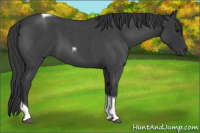 Horse Color:Blue Roan Tobiano 