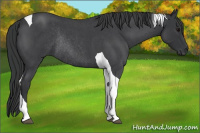 Horse Color:Blue Roan Tobiano Rabicano 