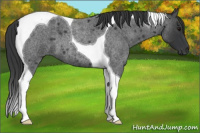 Horse Color:Blue Roan Tobiano