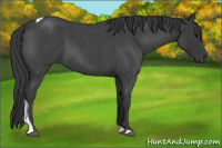 Horse Color:Blue Roan Tobiano 