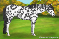 Horse Color:Blue Roan Leopard 