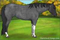 Horse Color:Blue Roan Tobiano 
